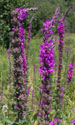 Purple Loosestrife. Photo by Bet Zimmerman.