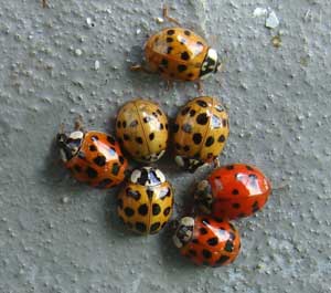 Pumpkin/Halloween Beetle invasion.