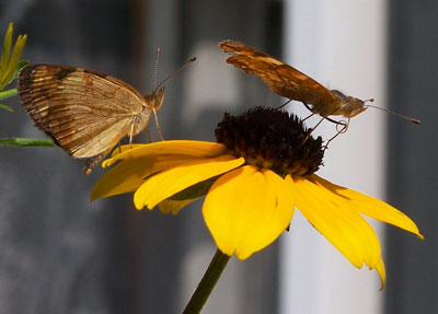 Pearl Crescent? 