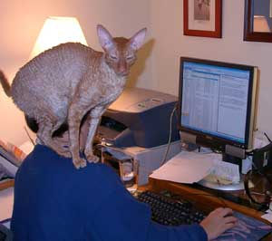 home office, telecommuter