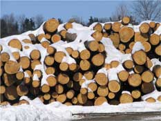 Sustainable wood harvesting. Photo by Meb Moden