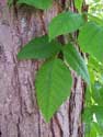Poison Ivy. Photo by Bet Zimmerman.
