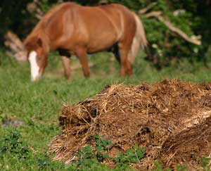 Horse Manure. Wikimedia commons photo