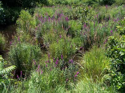 Purple Loosestrife. Photo by Bet Zimmerman