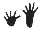 Raccoon Tracks.  Animals of Kansas
