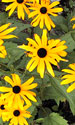 Rain Garden Flowers.