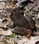 Rana sylvatica. Photo by E Zimmreman