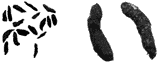 Rat feces v. mouse feces. Cornell University