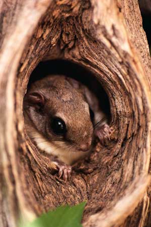 Snags provide homes for wildlife.