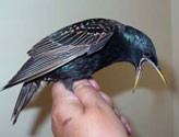Starling scream. Photo by Zimmerman