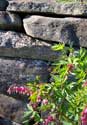 Stone wall. Photo by Zimmerman.