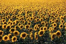 Sunflowers.