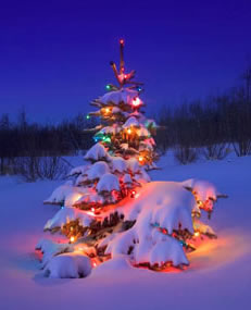 Christmas tree.