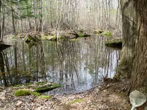 Vernal pool in Woodstock, CT.  Photo by Cheryl Dziura-Duke.