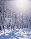 Winter forest.