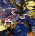 wood frog. Photo by Bet Zimmerman.