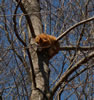 Cat Rescue: Stuck